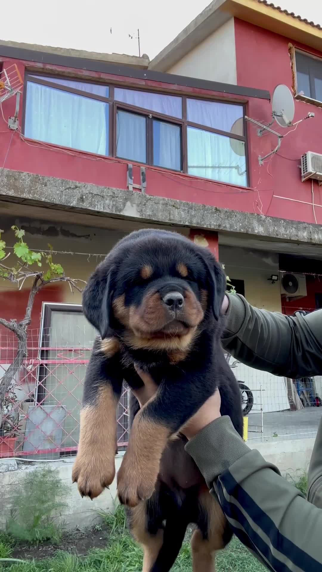 Rottweiler cani in vendita: Rottweiler - Video 3