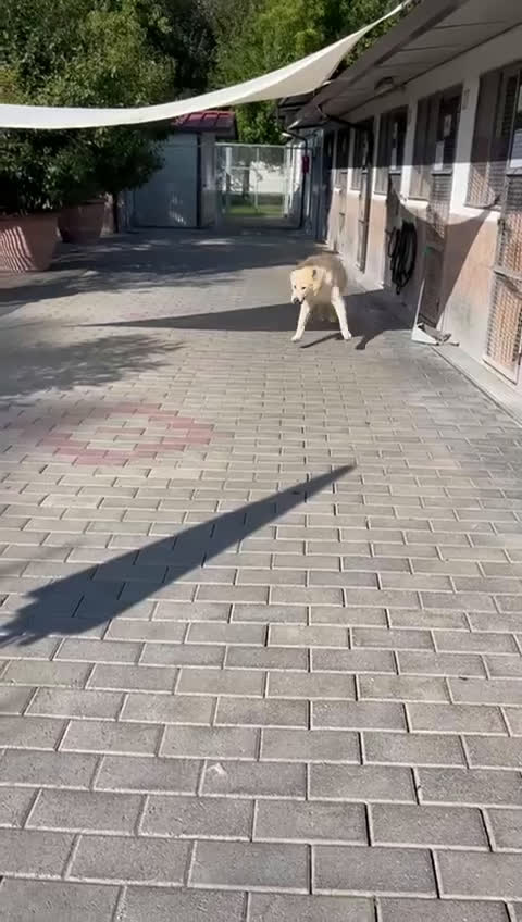 Meticcio cani in regalo: SALOMONE BELLISSIMO MAREMMANO - Video 1