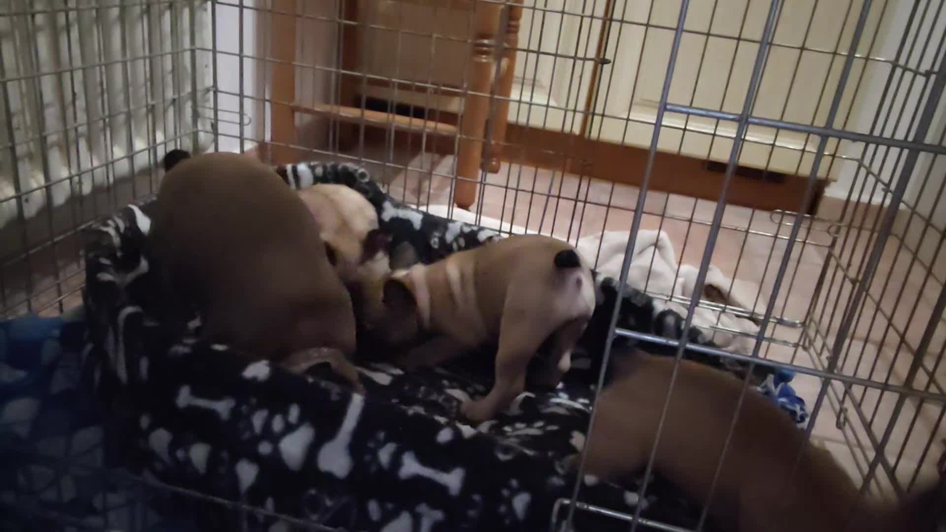 Bulldog Francese cani in vendita: Cucciole femmine di bulldog francese  - Video 2
