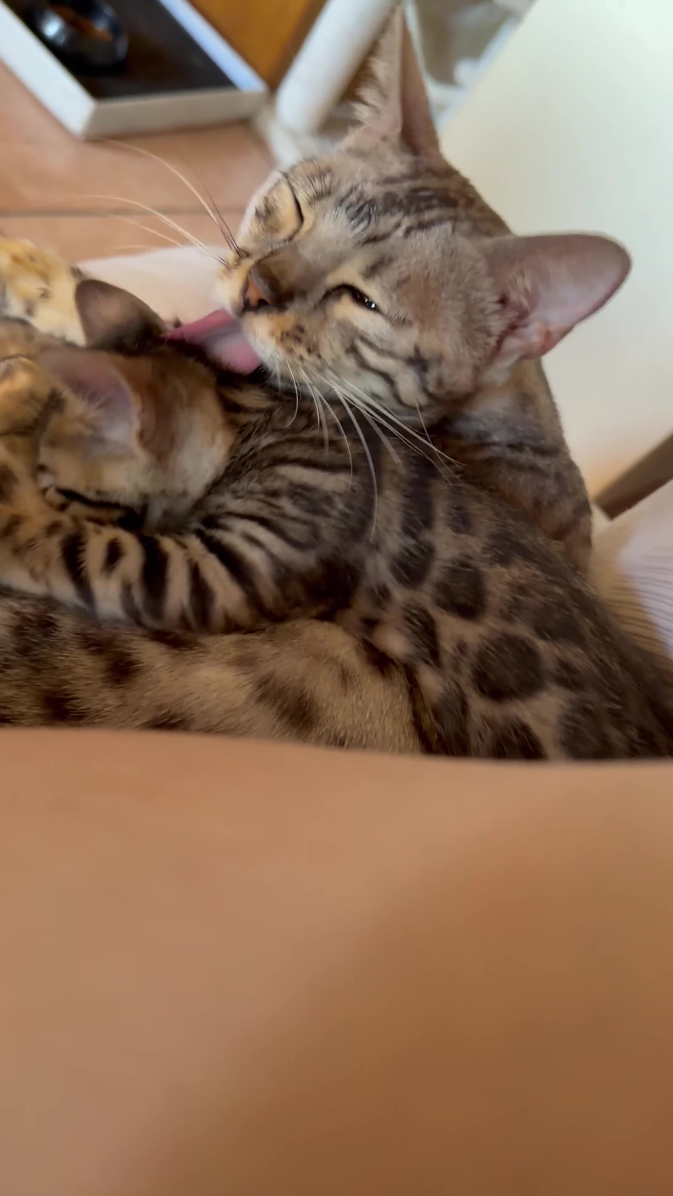 Bengala gatti in vendita: Cuccioli bengala  - Video 1