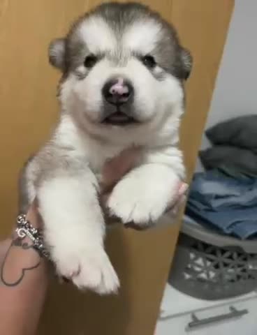 Alaskan Malamute cani in vendita: cucciolata di Alaskan Malamute - Video 1