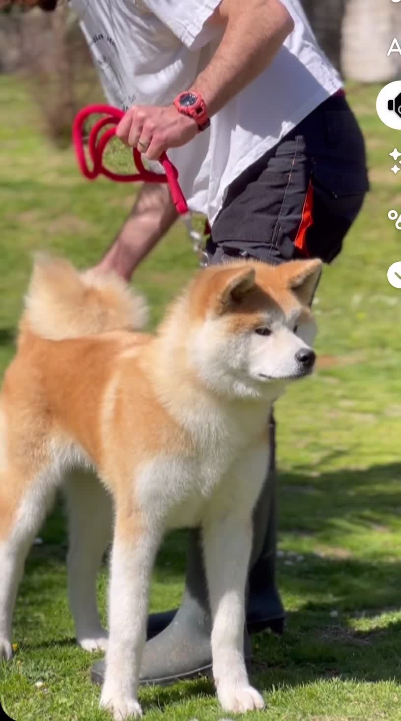 Akita Inu cani in vendita: Cucciolo Akita inu (Top Selection) a Città metropolitana di Roma Capitale - Video 4