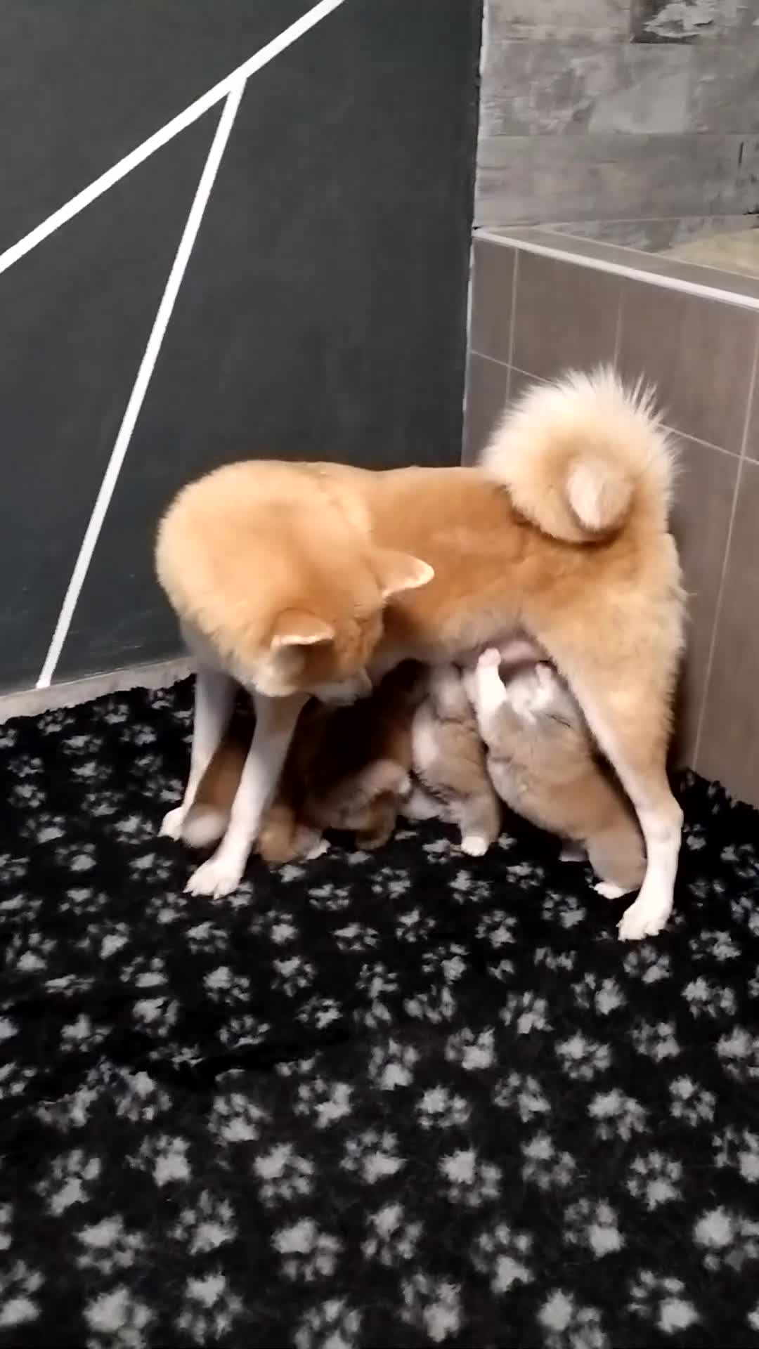 Akita Inu cani in vendita: CUCCIOLI DI AKITA Lombardia - Video 1
