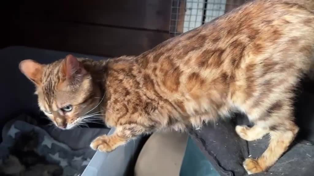 Bengala gatti in vendita: Cucciola bengal con difetto  - Video 2