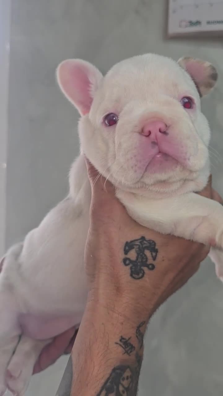 Bulldog Francese cani in vendita: Bulldog francesi esotici a Città Metropolitana di Napoli - Video 1