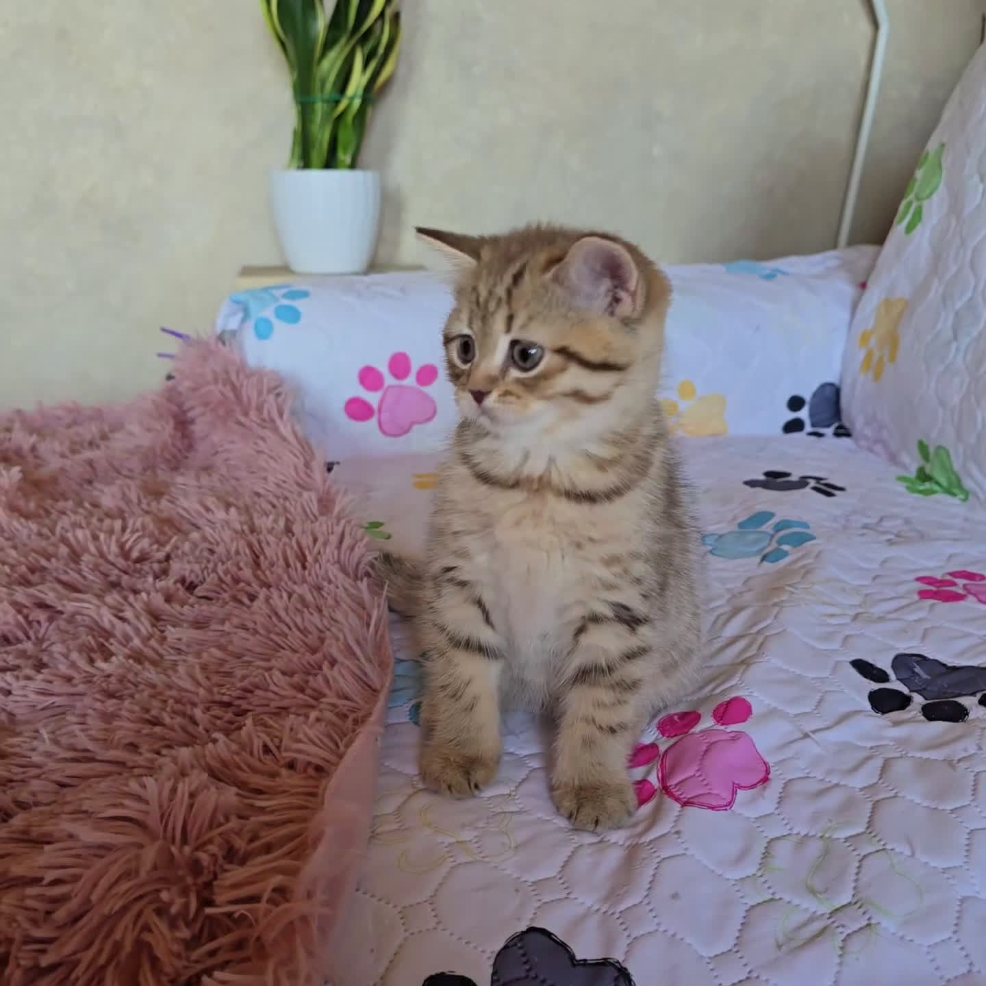 Scottish gatti in vendita: Cuccioli scottish fold e straight  a Provincia di Vicenza - Video 1