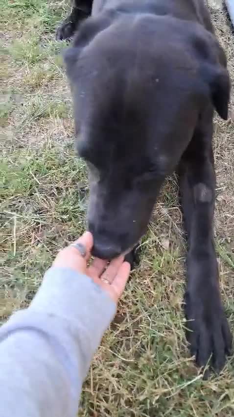 Meticcio cani in regalo: ELIJA LABRADOR - Video 1