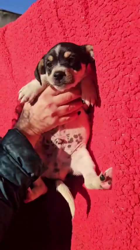 Meticcio cani in regalo: ERMES: CUCCIOLO TAGLIA PICCOLA  - Video 1