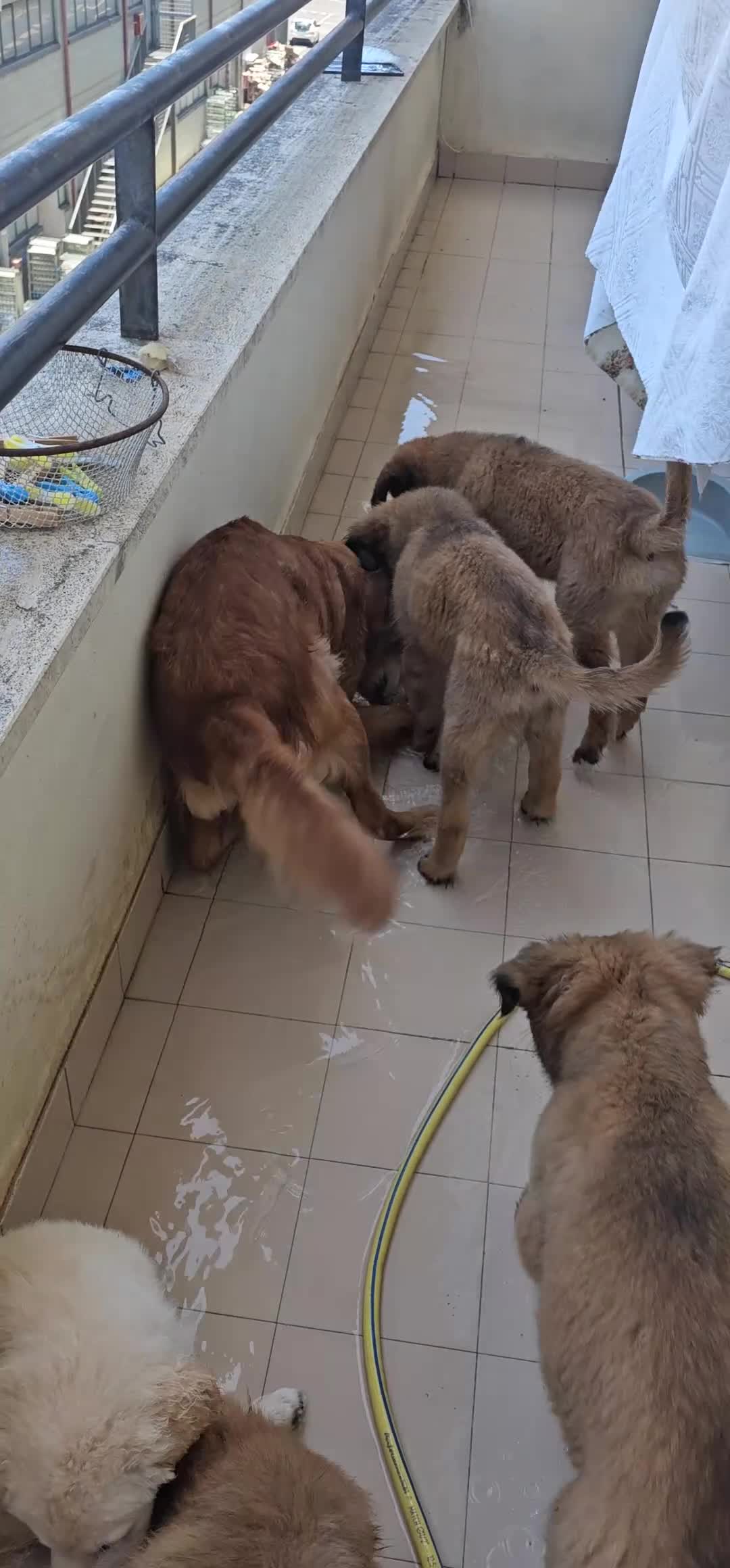 Meticcio cani in regalo: 5 cuccioli in regalo - Video 1