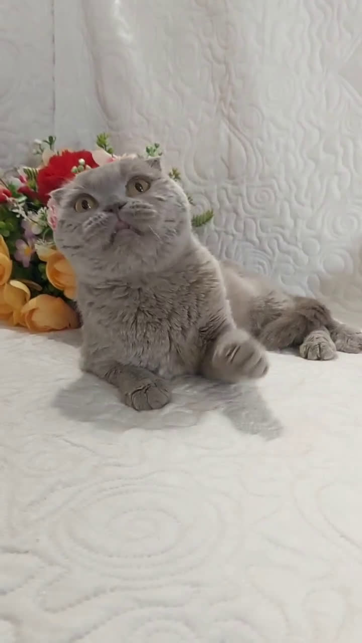 Scottish gatti in vendita: Scottish Fold/Straight  e British  a Città Metropolitana di Torino - Video 5