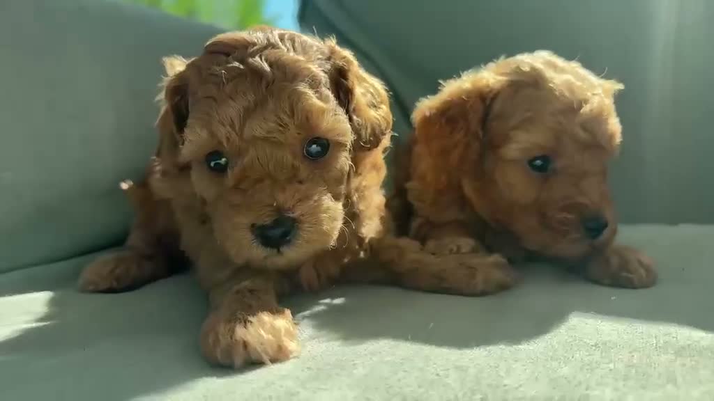 Meticcio cani in vendita: Cucciolo barboncino toy red a Provincia di Ascoli Piceno - Video 1