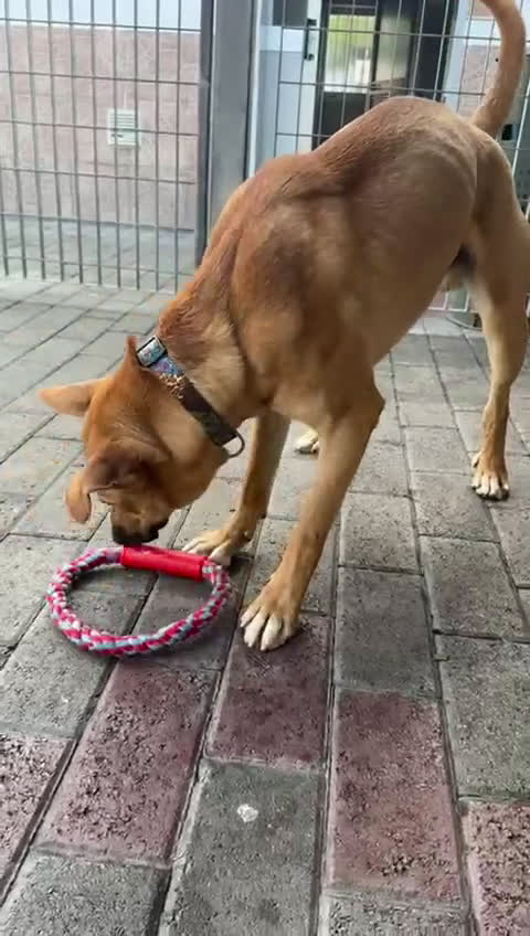 Meticcio cani in regalo: SIMBA LUPETTO - Video 2