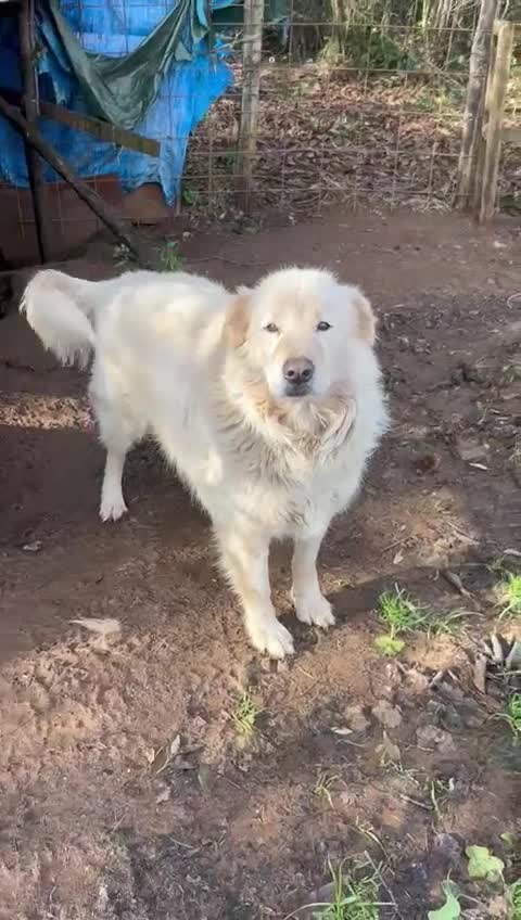 Meticcio cani in regalo: Biancone splendido cagnolone cerca casa  - Video 1