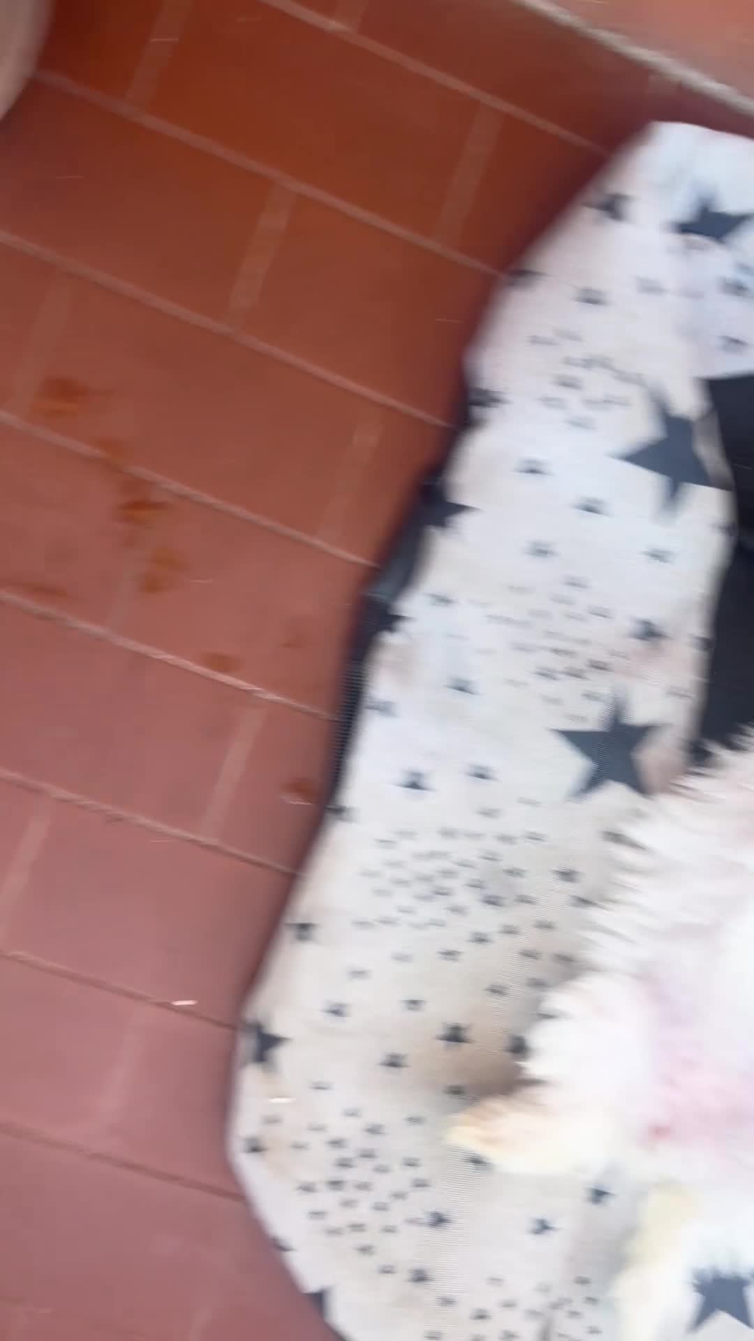 Maltese cani in vendita: Cucciolo  - Video 1