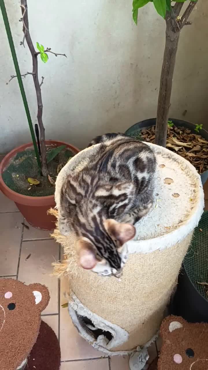 Bengala gatti in vendita: laun splendore cucciola Bengala 🥰  - Video 3
