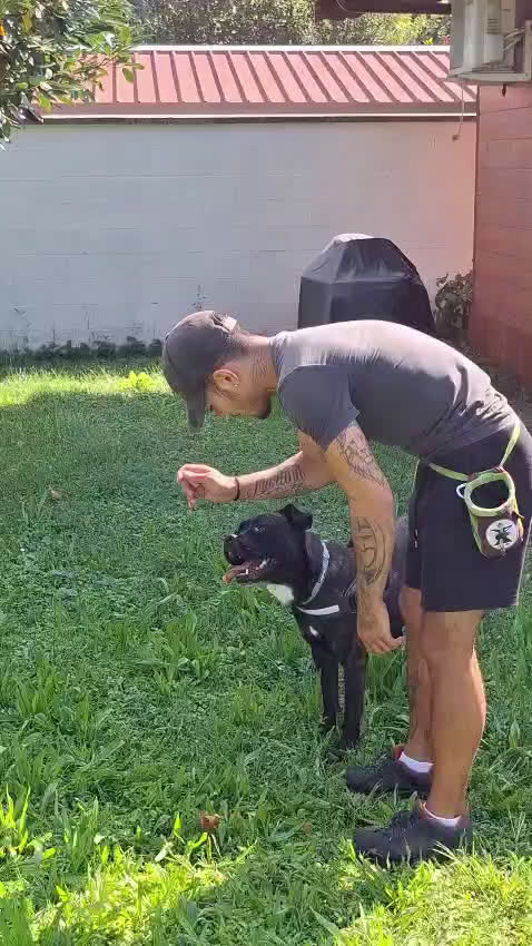 Meticcio cani in regalo: CHERRY BOXER - Video 1