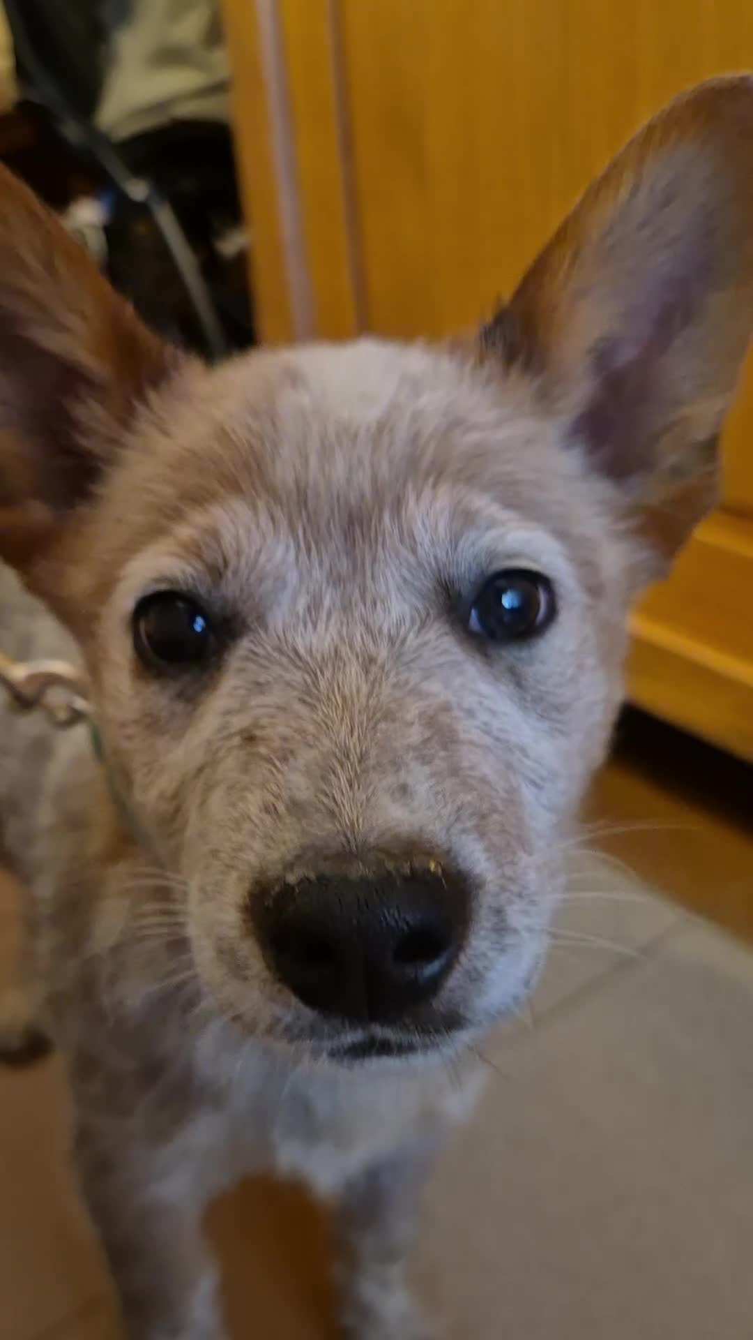 Australian Cattledog cani in vendita: Cuccioli Australian Cattledog a Città Metropolitana di Genova - Video 4
