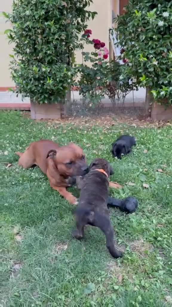 Staffordshire cani in vendita: Cuccioli staffordshire - Video 1