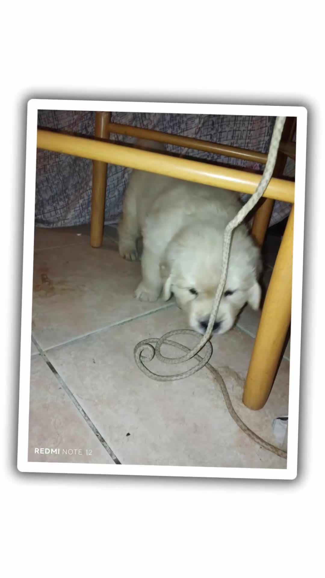 Golden Retriever cani in vendita: Golden sel. caratterialmente/morfologicamente  - Video 1