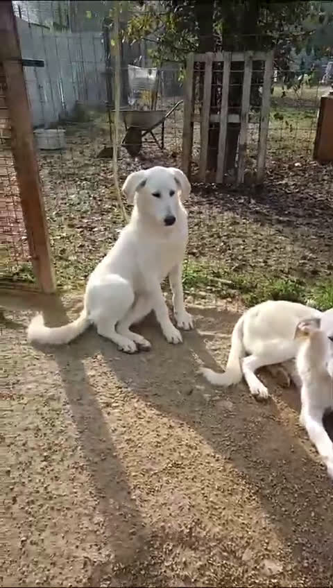 Meticcio cani in regalo: LA TENERA ZULEIA a Città metropolitana di Milano - Video 1