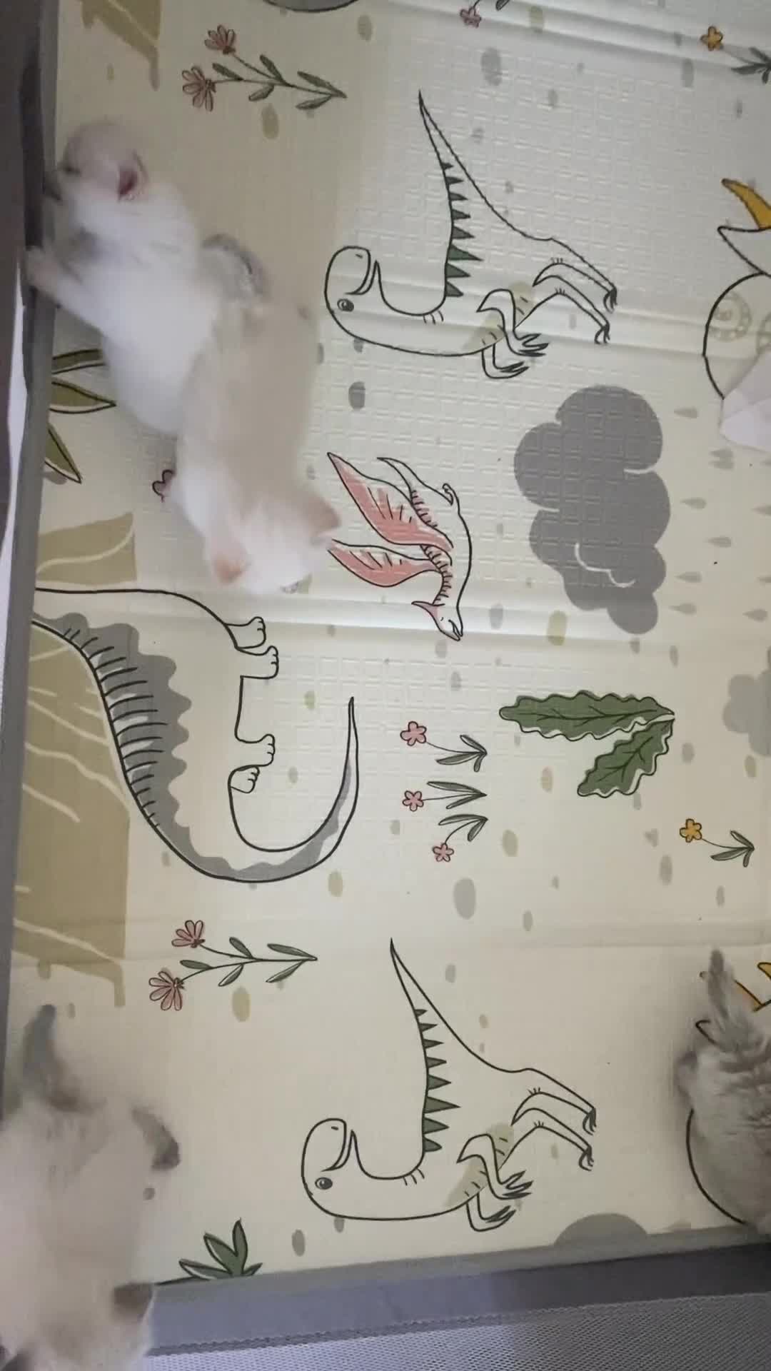 Siberiano gatti in vendita: Cuccioli siberiani Neva Rossi di 1 mese! - Video 2