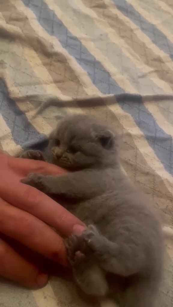 Scottish gatti in vendita: Cucciola scottish straight - Video 1