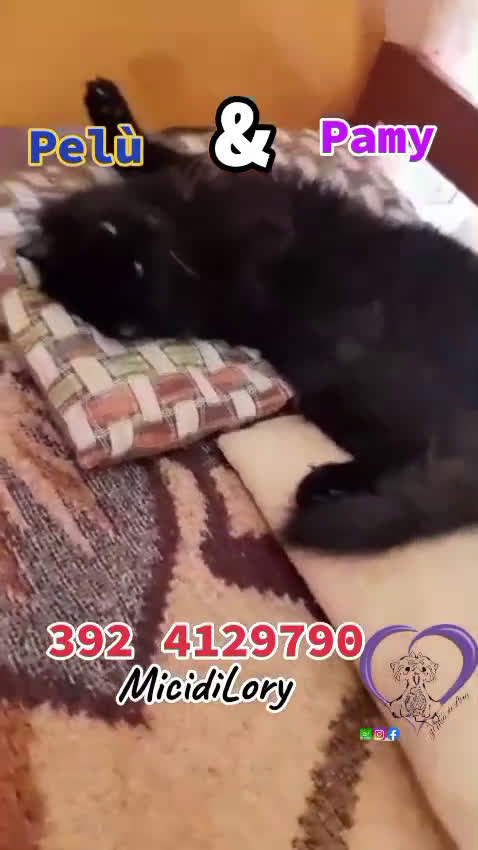 Europeo gatti in regalo: Pamy e #Pelu'   - Video 1