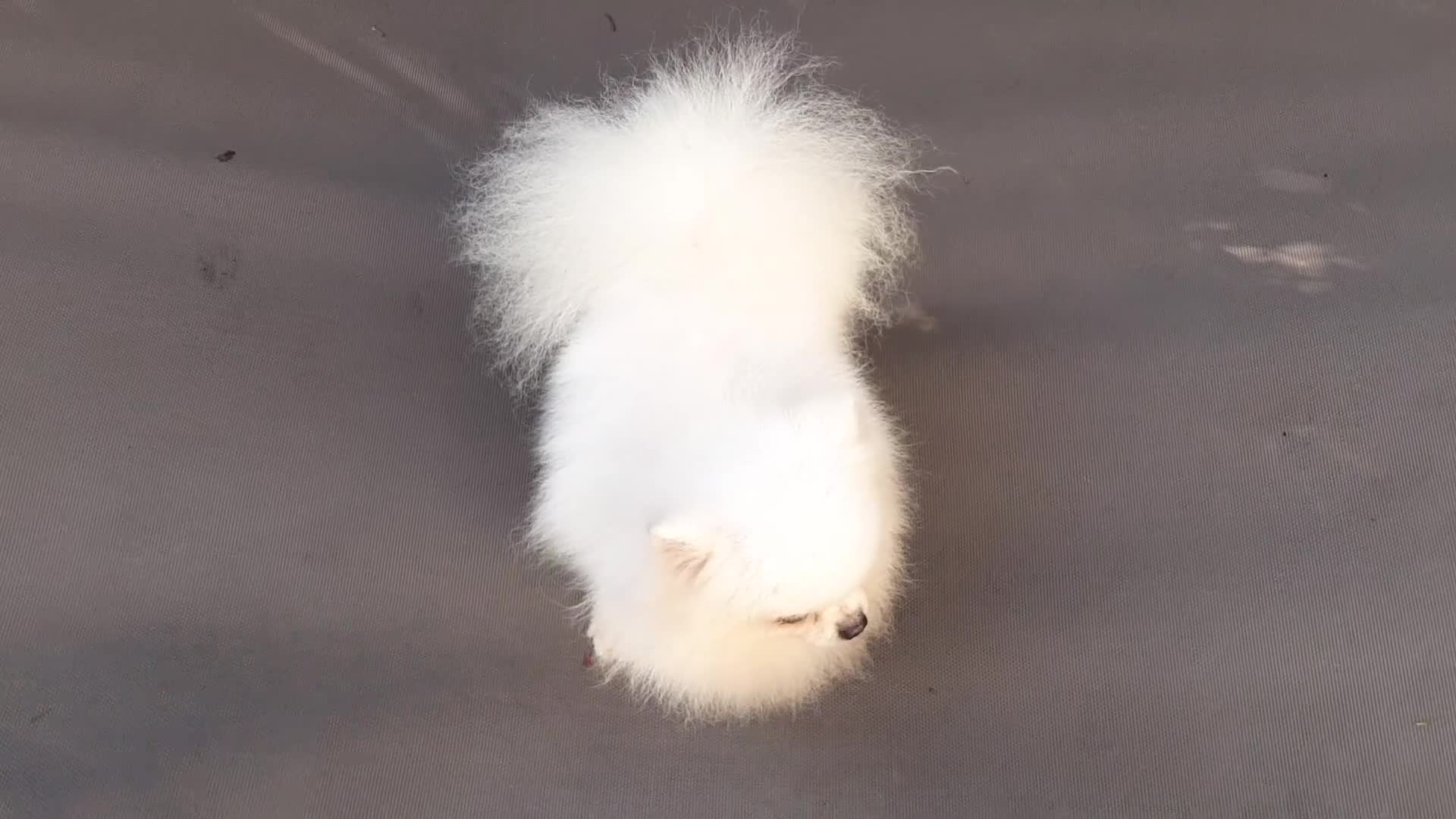 Spitz cani in regalo: Spitz di Pomerania NANO  - Video 4