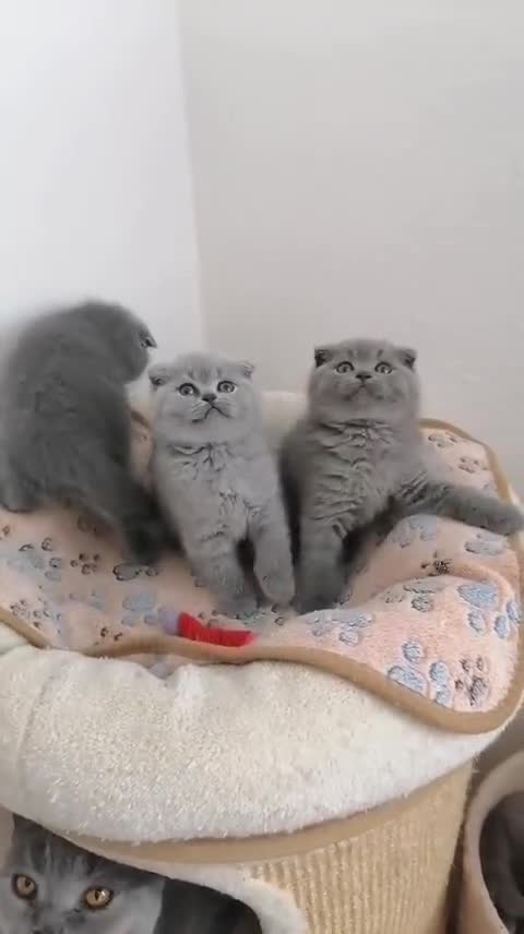 Scottish gatti in vendita: Scottish fold e straight con pedigree - Video 4