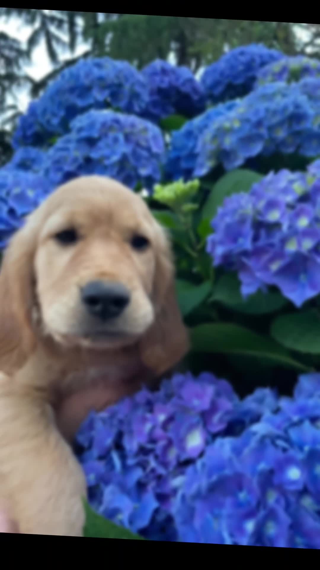 Golden Retriever cani in vendita: CUCCIOLI GOLDEN RETRIEVER  - Video 4