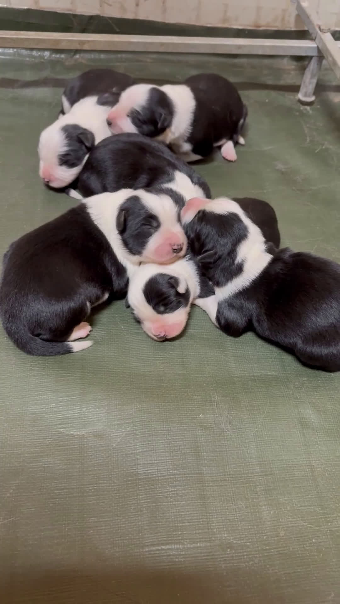 Border Collie cani in vendita: Allevamento BELVERDE border collie - Video 2