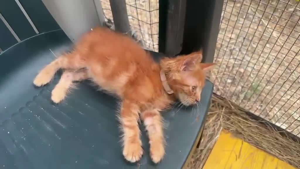 Maine Coon gatti in vendita: Cucciolo rosso di maine coon dolcissimo  - Video 1