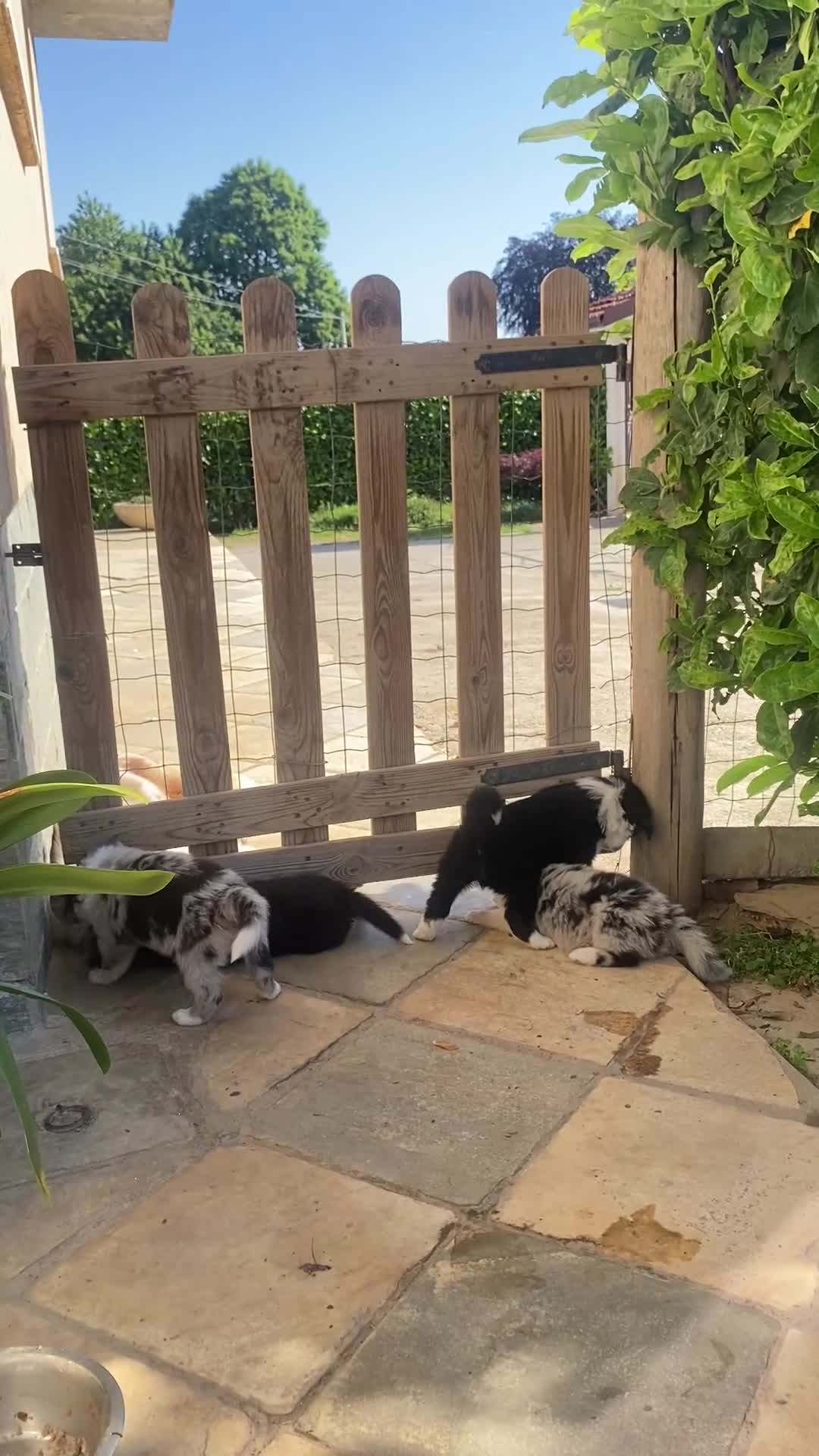 Border Collie cani in vendita: Cuccioli border collie  - Video 3