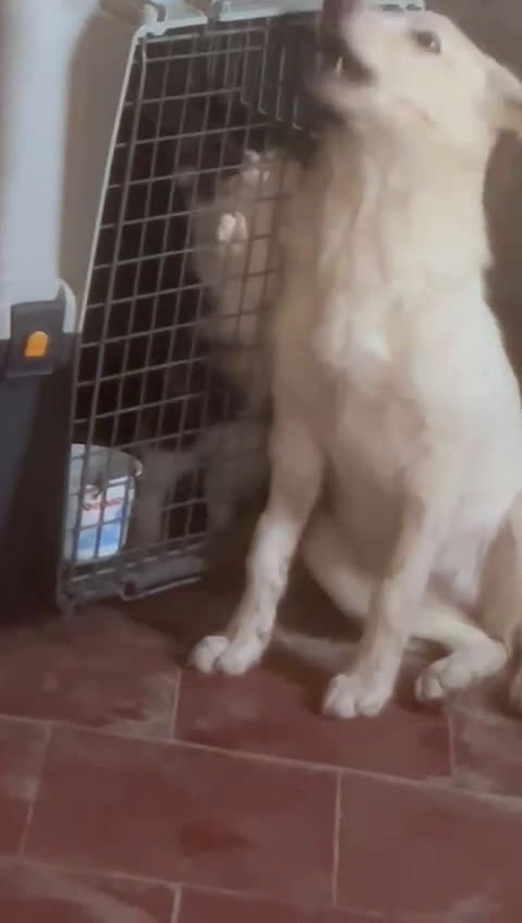 Meticcio cani in regalo: ZOOMY 🩷 -cucciola sta crescendo al freddo del box - Video 3