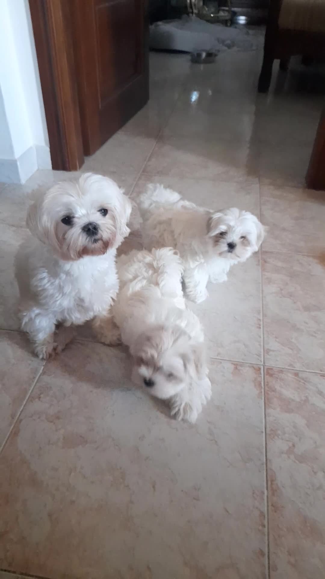 Maltese cani in vendita: Maltese  - Video 1