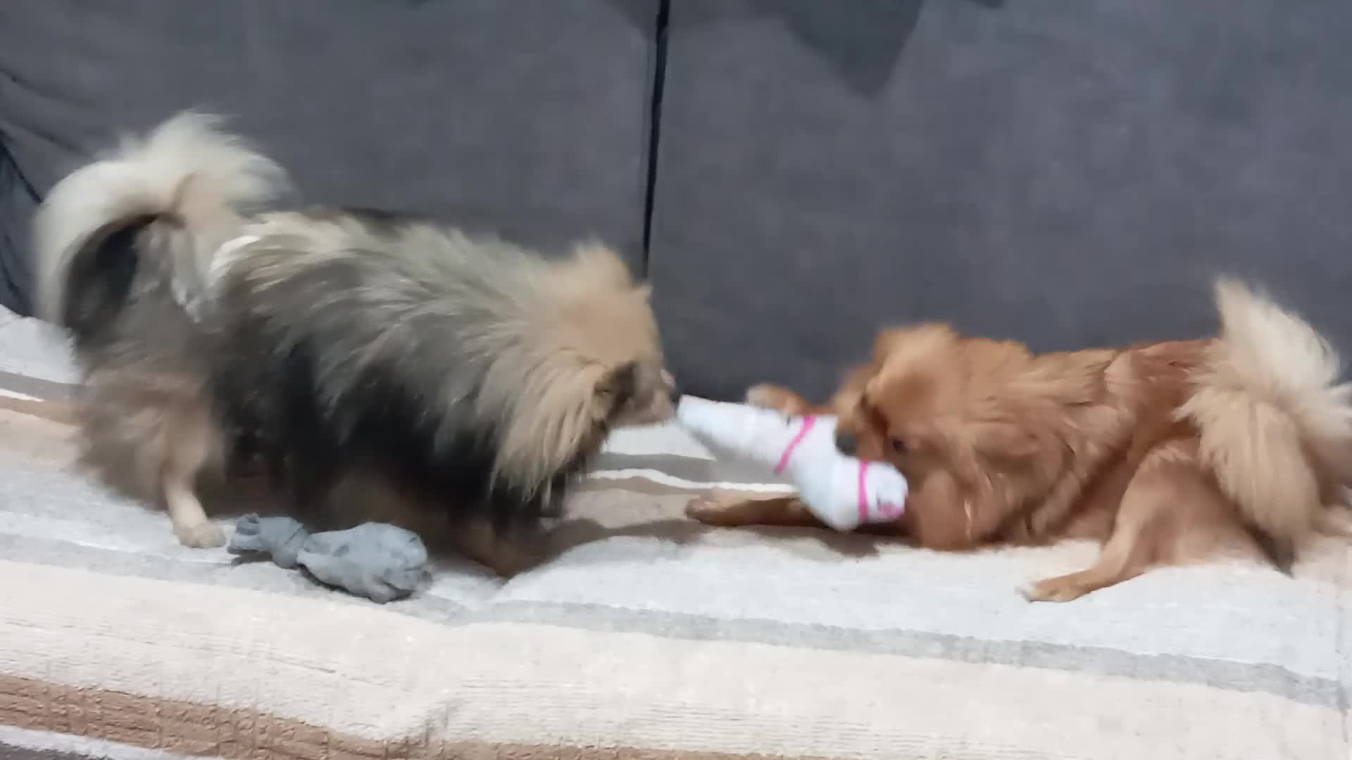 Volpino Pomerania cani in vendita: Cuccioli di Pomerania  a Provincia di Taranto - Video 1