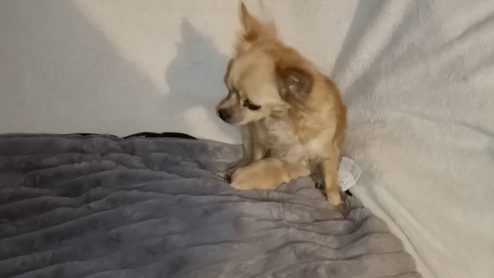Chihuahua cani in vendita: CUCCIOLO CHIHUAHUA MASCHIO PEDIGREE  - Video 1