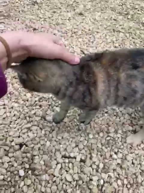 Meticcio gatti in regalo: SPLENDIDA GATTINA DA ADOTTARE - Video 1