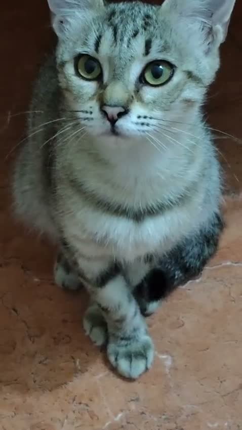 Europeo gatti in regalo: MARGHERITA GATTINA SUPER AFFETTUOSA   - Video 3