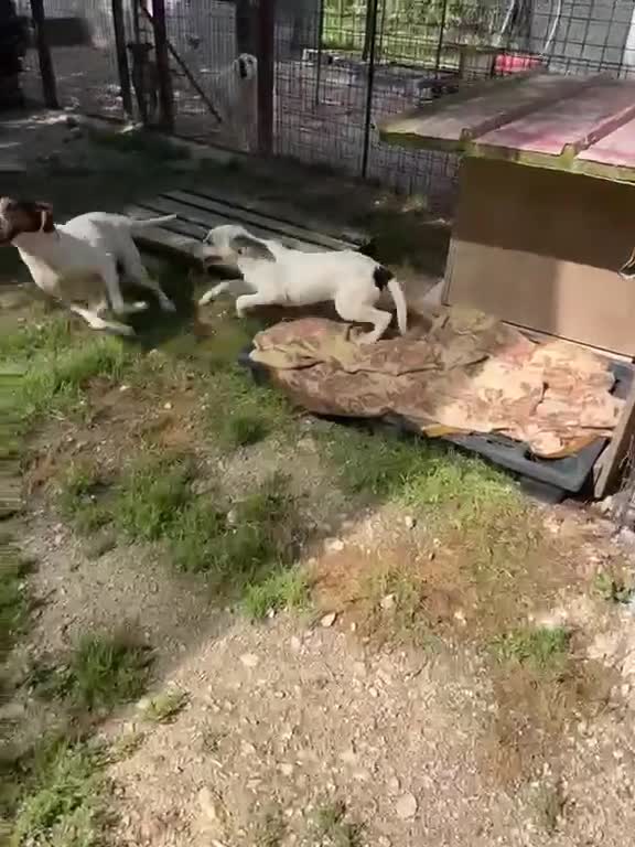 Meticcio cani in regalo: MAMMA E FIGLIA - Video 4