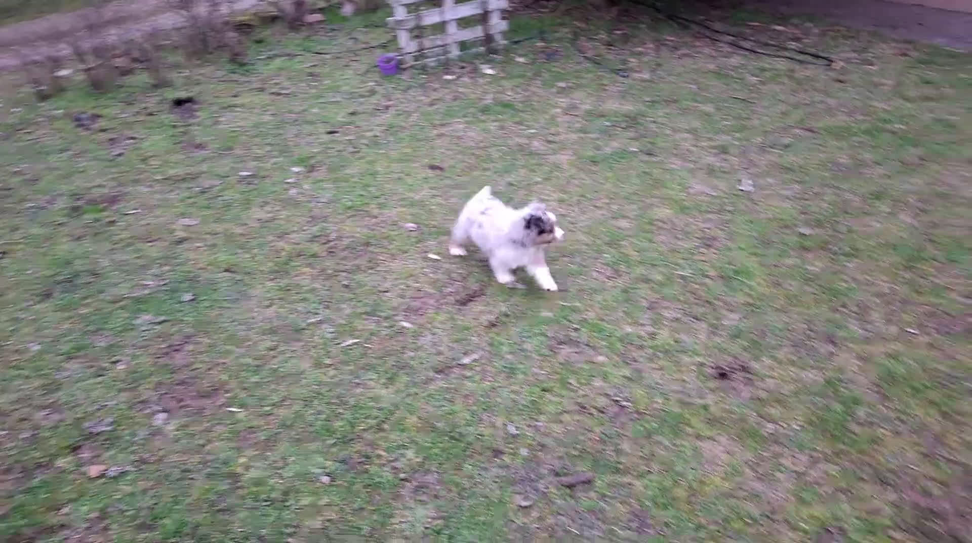 Australian Shepherd cani in vendita: Cuccioli australian shepard in cerca di amore - Video 1