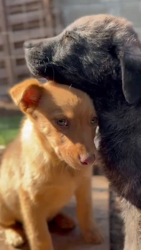 Meticcio cani in regalo: Meticcio cerca casa  a Provincia di Padova - Video 2