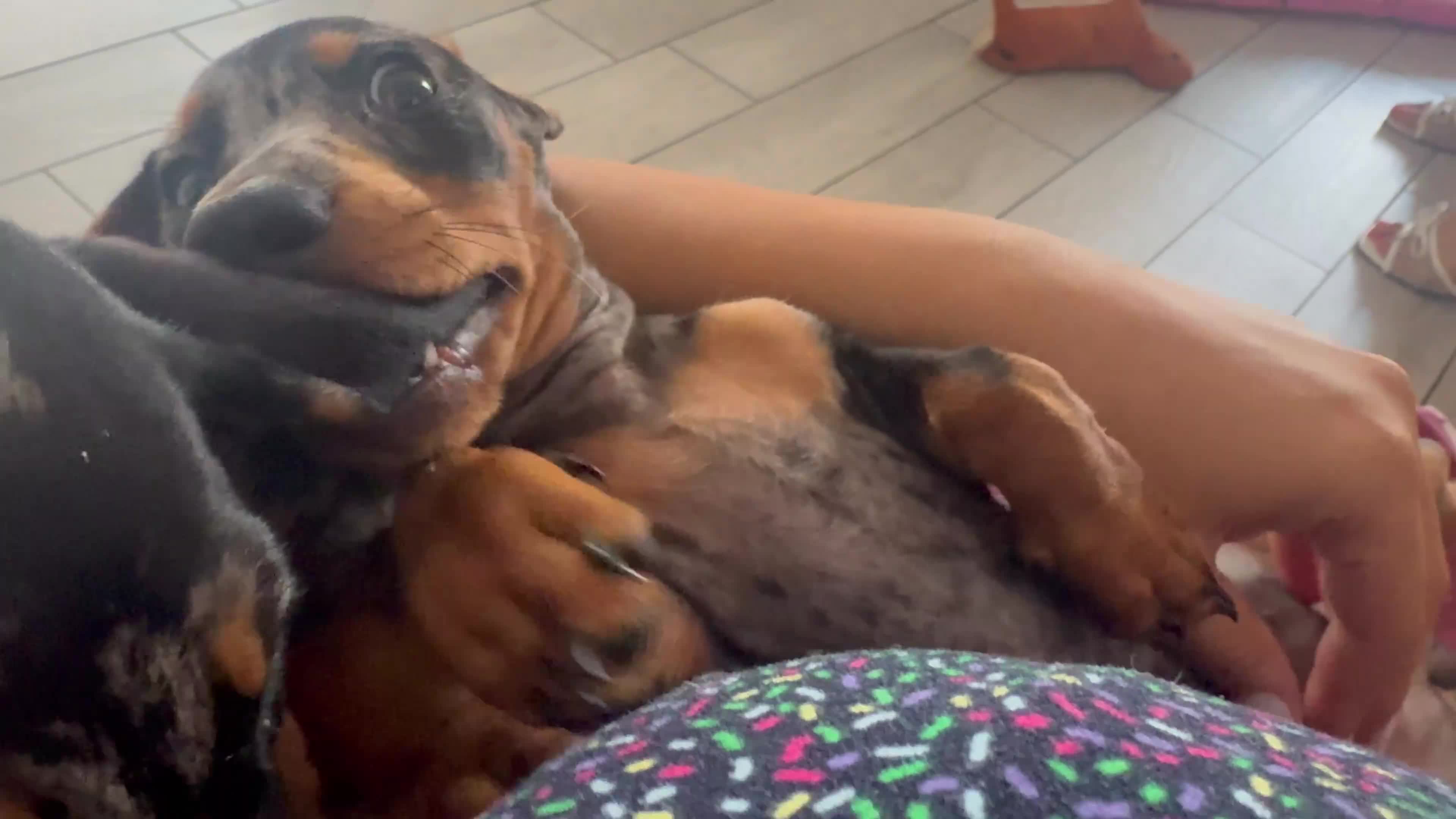 Bassotto cani in vendita: Vendo Bassotta Arlecchina Silver Femmina - Video 1