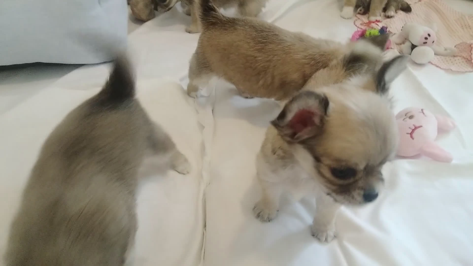 Chihuahua cani in vendita: Chihuahua Femmina a pelo lungo con Pedegree Enci  - Video 2
