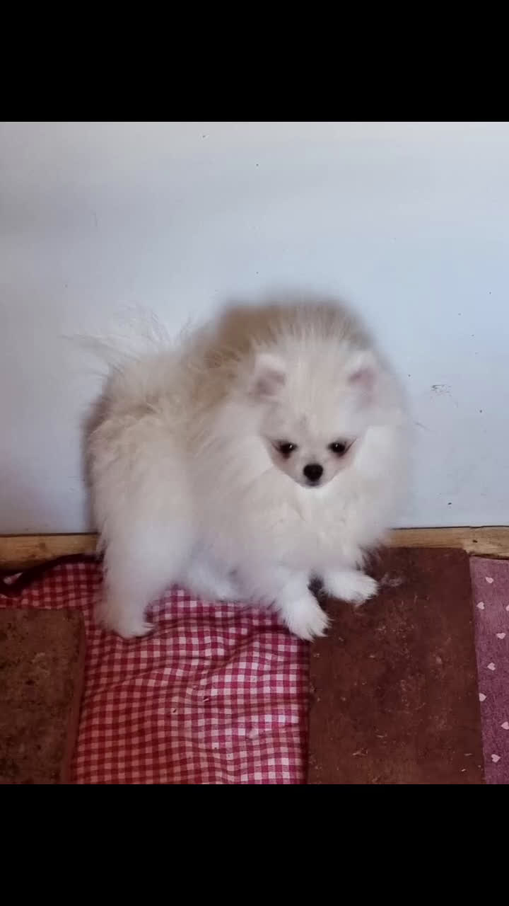 Spitz cani in regalo: Spitz Tedesco Nano/Pomerania a Città metropolitana di Roma Capitale - Video 1