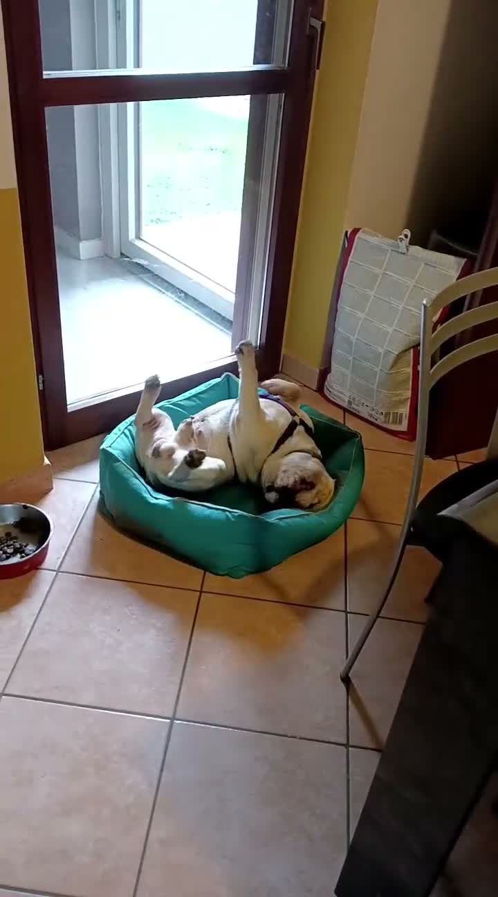 Bulldog Francese cani per accoppiamento: Cercasi fidanzata per splendido Bulldog francese  a Provincia di Mantova - Video 2