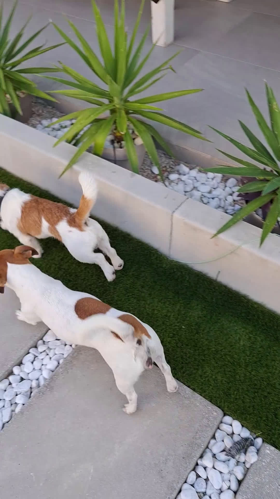 Jack Russell cani in vendita: JACK RUSSEL ultimo maschietto Pedigree - Video 1