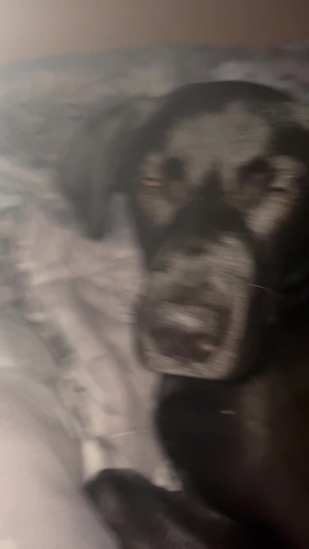 Meticcio cani in regalo: Regaliamo meticcio di 5 mesi a Provincia di Siena - Video 1