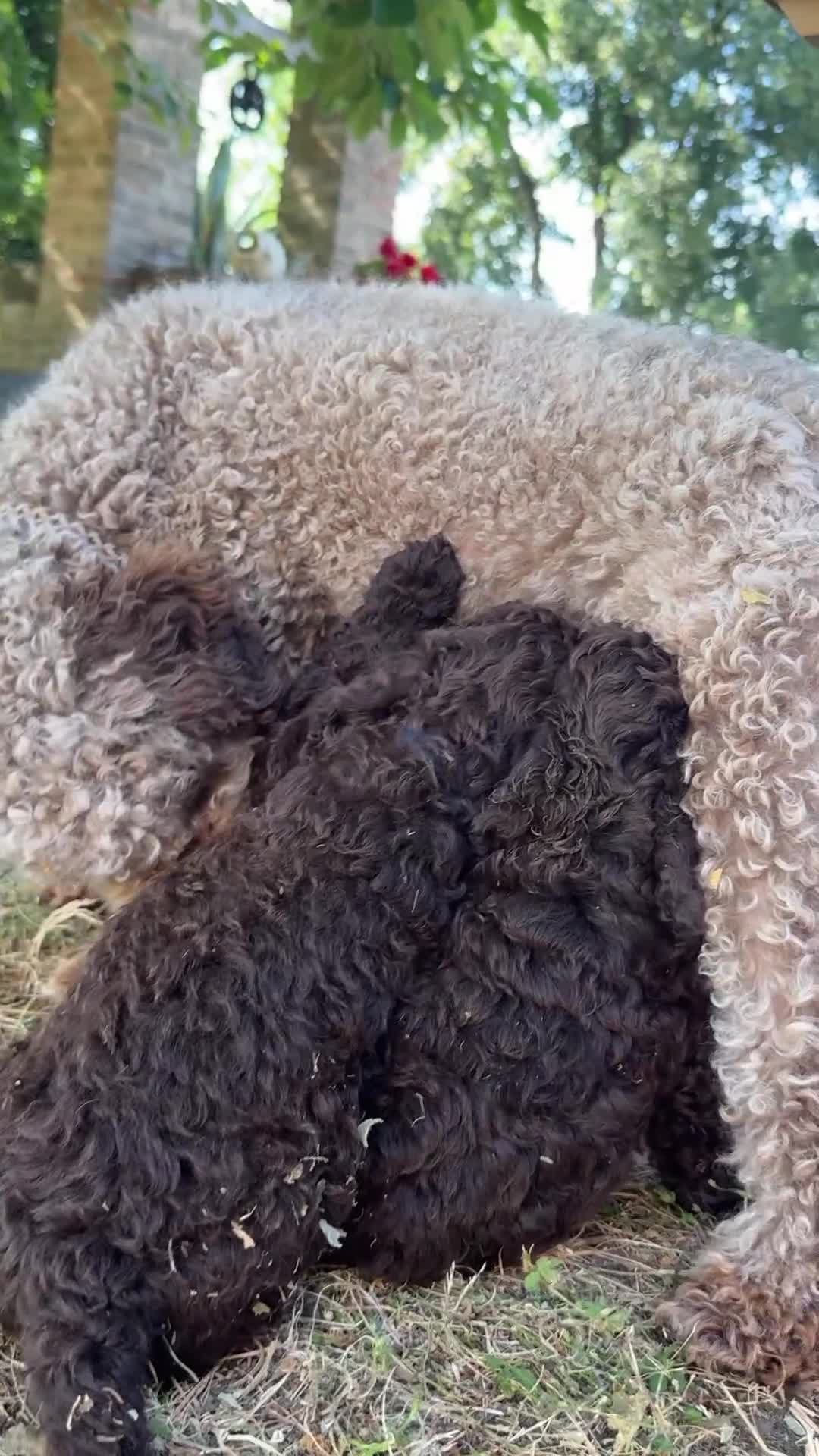 Lagotto cani in vendita: Lagotto Romagnolo - Video 2