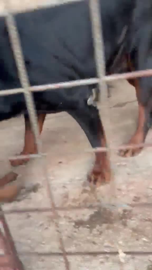 Rottweiler cani in vendita: Rottweiler  - Video 1